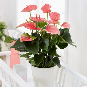 plants-for-your-bedroom-to-help-you-sleep-better-8