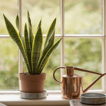 plants-for-your-bedroom-to-help-you-sleep-better-3