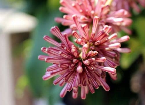 plants-for-your-bedroom-to-help-you-sleep-better-7