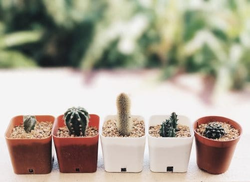 plants-for-your-bedroom-to-help-you-sleep-better-9