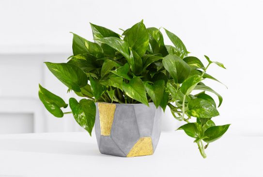 plants-for-your-bedroom-to-help-you-sleep-better-6