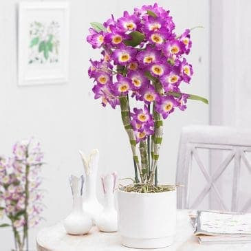 plants-for-your-bedroom-to-help-you-sleep-better-10