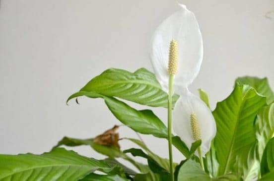 plants-for-your-bedroom-to-help-you-sleep-better-5