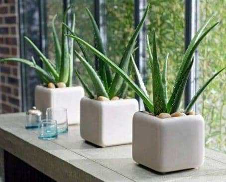 plants-for-your-bedroom-to-help-you-sleep-better-4
