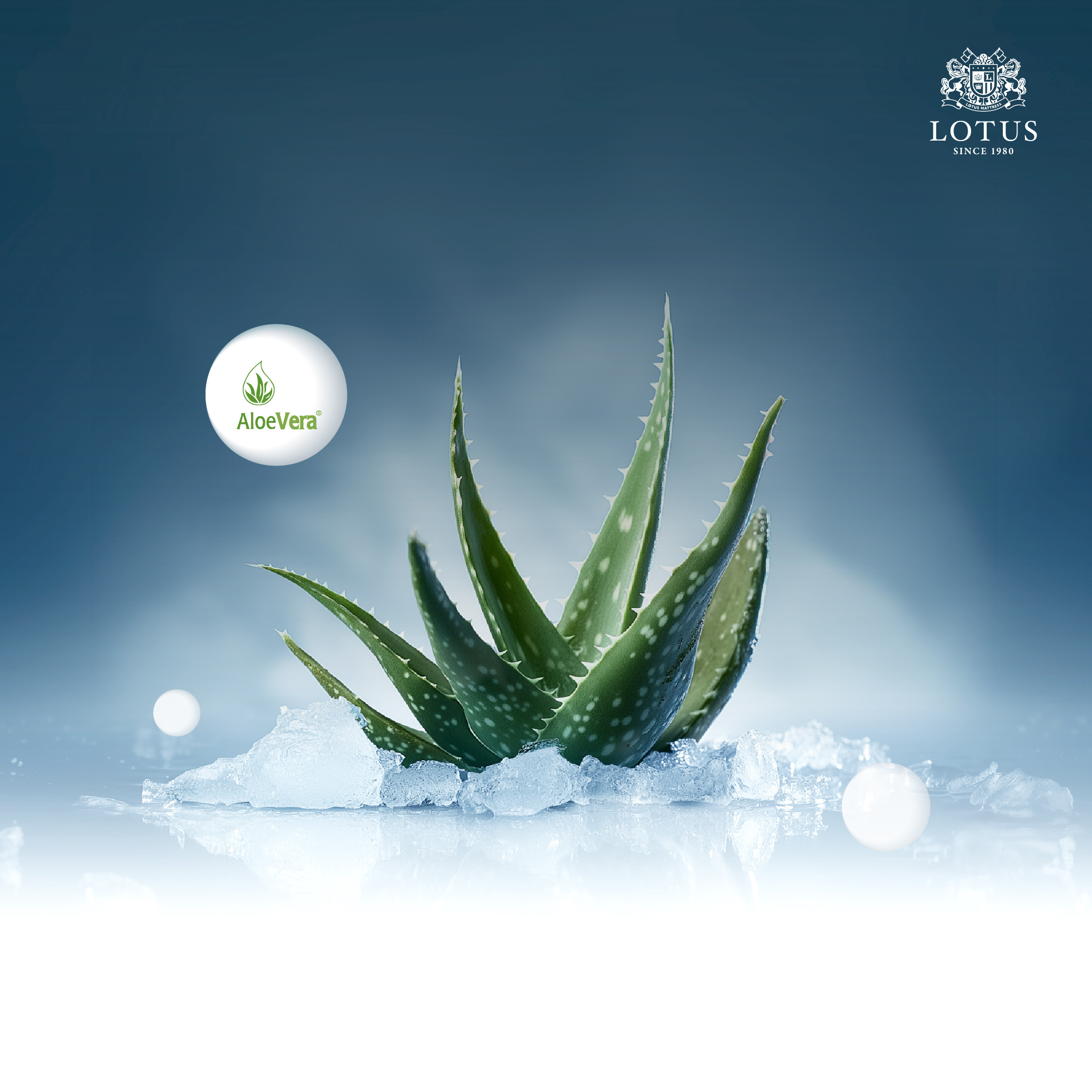 lt-royal-prince-info-no-text-011